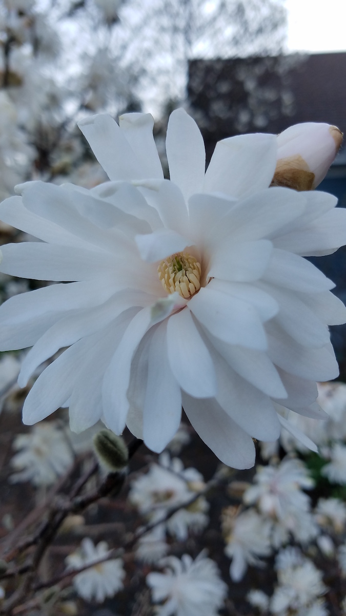 stellata Lyle's Legacy